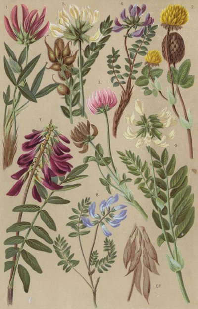 Flora alpina da European School